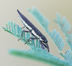 Rhinotia phoenicoptera