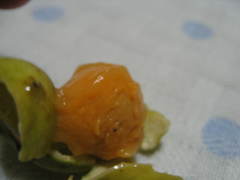 Melicoccus bijugatus
