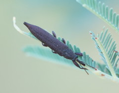Rhinotia phoenicoptera
