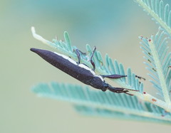 Rhinotia phoenicoptera