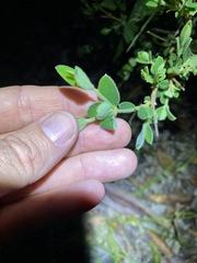 Pimelea altior