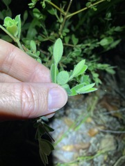 Pimelea altior