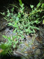 Pimelea altior