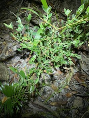 Pimelea altior