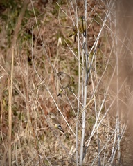 Chloris sinica