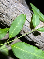 Leichhardtia fraseri