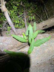 Leichhardtia fraseri