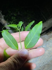 Leichhardtia fraseri