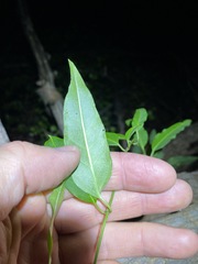 Leichhardtia fraseri