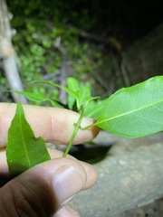 Leichhardtia fraseri