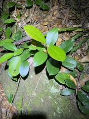 Hoya australis australis