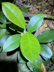 Hoya australis australis