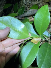 Hoya australis australis