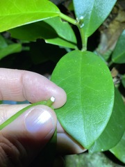 Hoya australis australis
