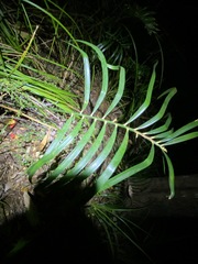 Macrozamia lucida