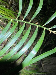 Macrozamia lucida