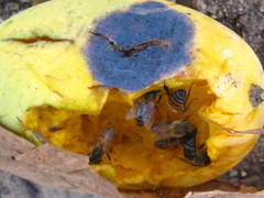 Apis mellifera