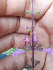Syncolostemon canescens