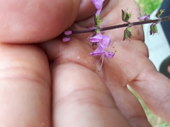 Syncolostemon canescens