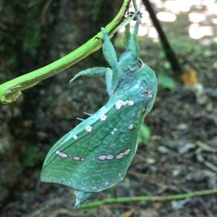 Aenetus ramsayi