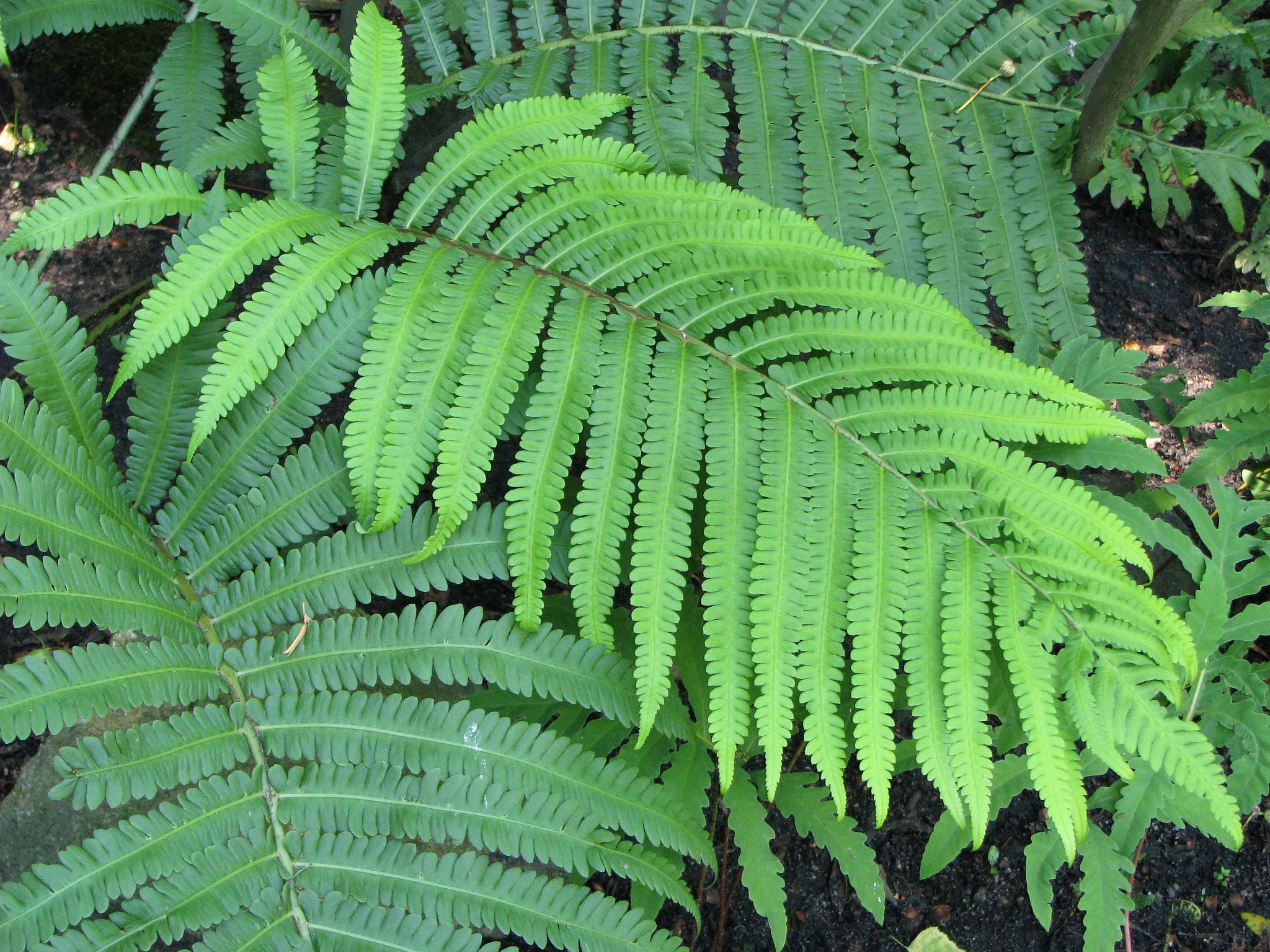 Pentarhizidium