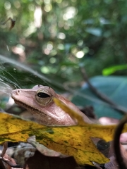 Polypedates pseudocruciger