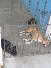 Canis familiaris