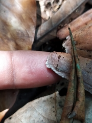 Polypedates pseudocruciger