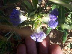 Blepharis subvolubilis