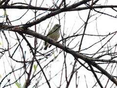 Vireo solitarius