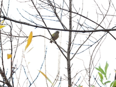 Vireo solitarius