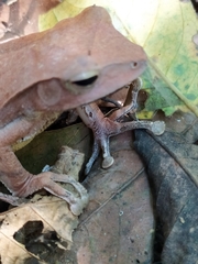 Polypedates pseudocruciger