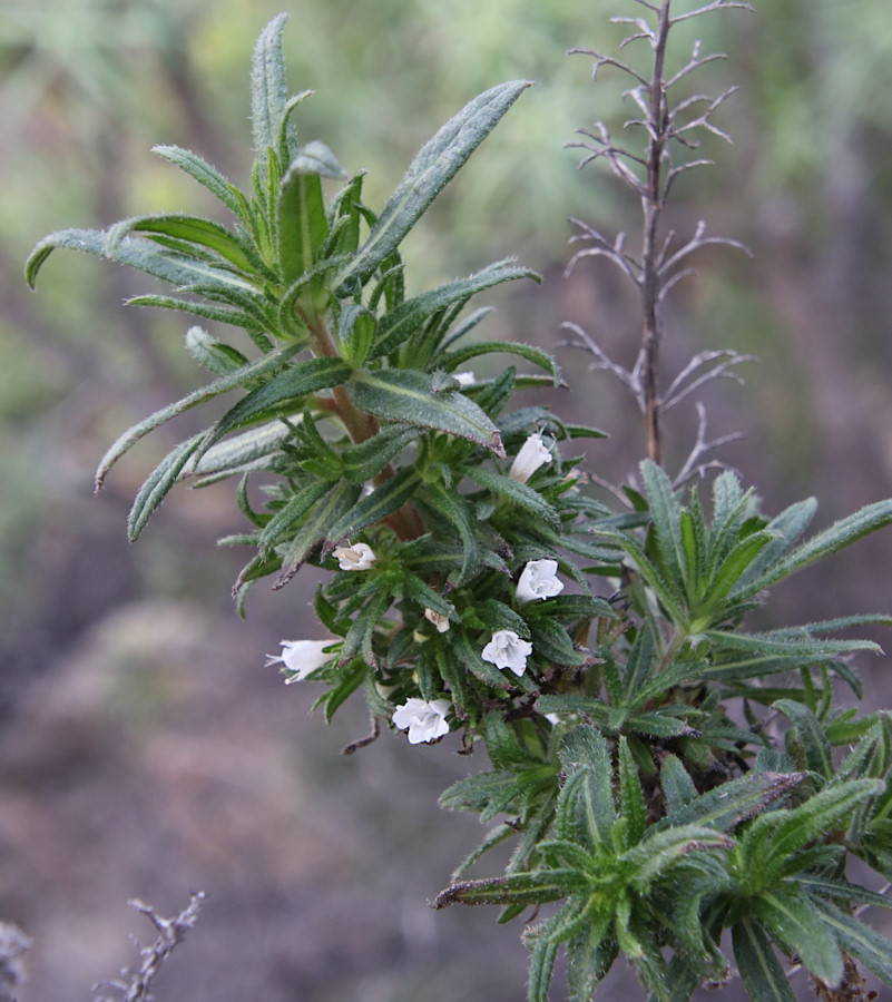 Echium onosmifolium