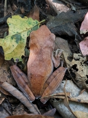 Polypedates pseudocruciger