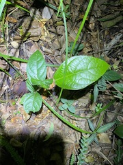 Aristolochia praevenosa
