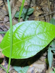 Aristolochia praevenosa