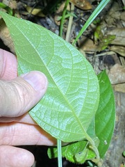 Aristolochia praevenosa