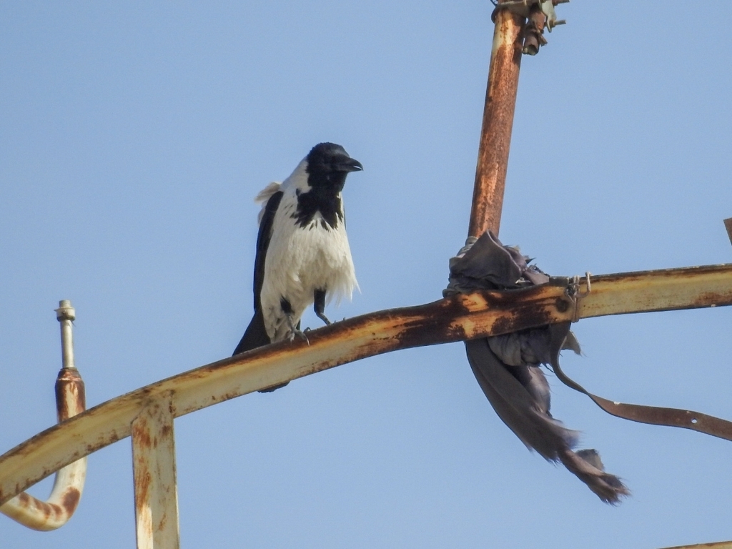 Mesopotamian Crow (Subspecies Corvus cornix capellanus) · iNaturalist