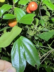 Cryptocarya laevigata