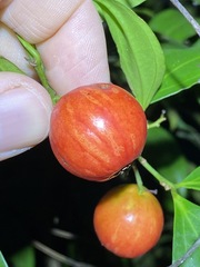 Cryptocarya laevigata
