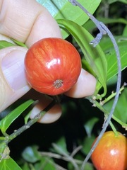 Cryptocarya laevigata