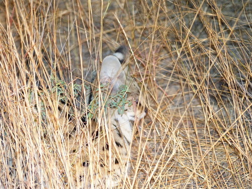 Leptailurus serval