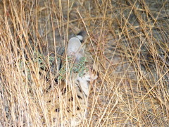 Leptailurus serval