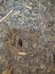 Drymaplaneta heydeniana