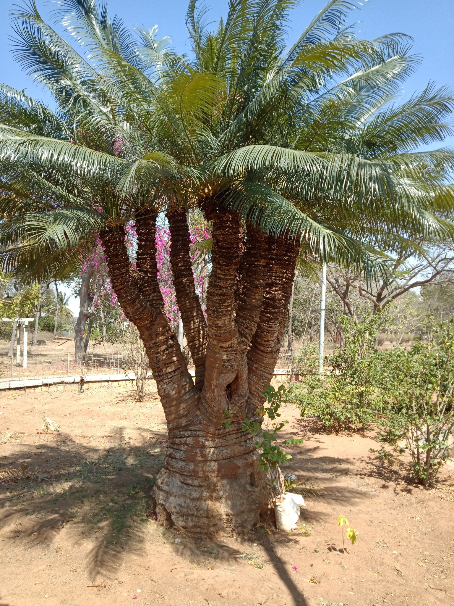 Cycas indica