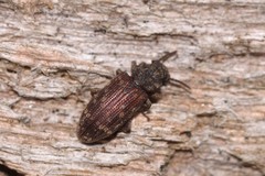 Docalis funerosus