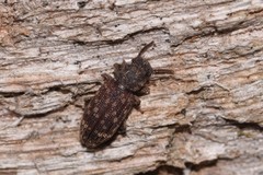 Docalis funerosus