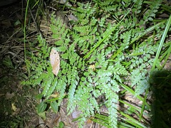 Adiantum formosum