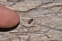 Docalis funerosus