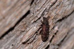 Docalis funerosus